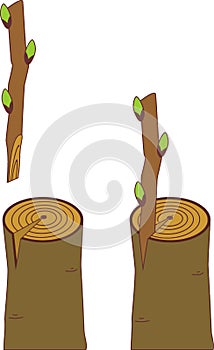 Spring grafting tree.